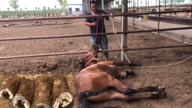 烈马修蹄接连摔倒逃跑数次,蹄长站不稳闹得天翻地覆,真惊险