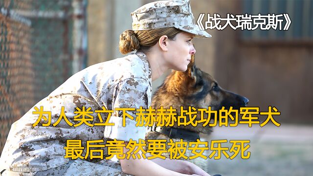 战犬瑞克斯:它为人类立下赫赫战功,人类却要置它于死地