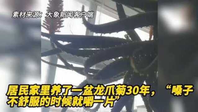 居民家里养了一盆龙爪菊30年,“嗓子不舒服时就嚼上一片”