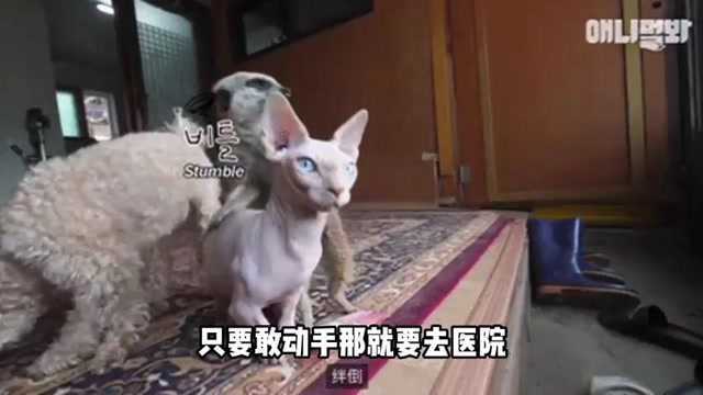 斯芬克无毛猫,又丑又油腻,能吃拉的臭,卢迪同款,你觉得如何