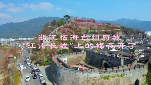 浙江台州临海的“江南长城”,山坡上的梅花全开了,游客如织热闹