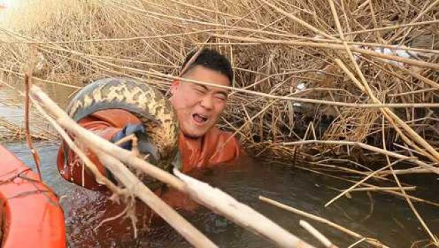 芦苇荡聚集的密密麻麻,一把下去就是四五个,一会就赚了700元