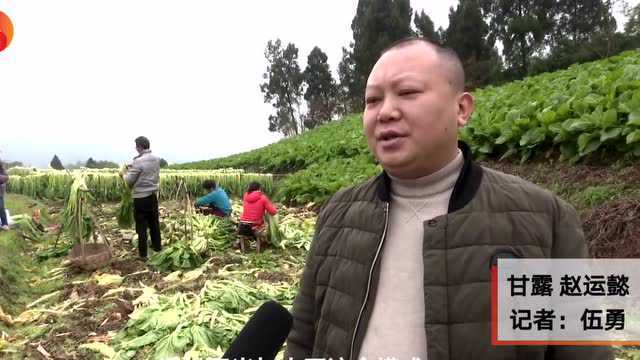 小康圆梦|万亩青菜迎丰收 四川泸州合江县先市镇一抹青绿变“黄金”