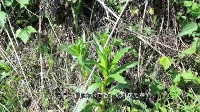 静看花开:柳叶菜——拥有灵动的紫色小花和恰似柳叶的叶片