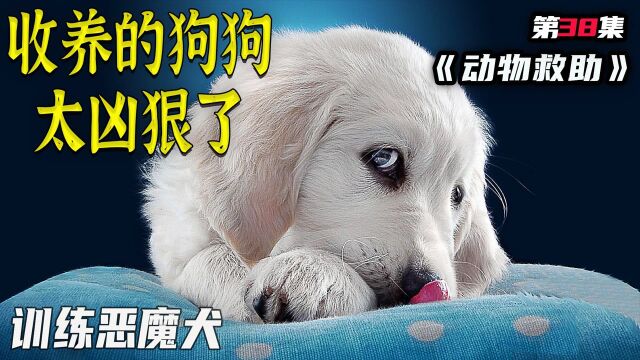 没想到收养的大白狗太凶狠了,教你怎么训练恶魔犬,养狗人士福音