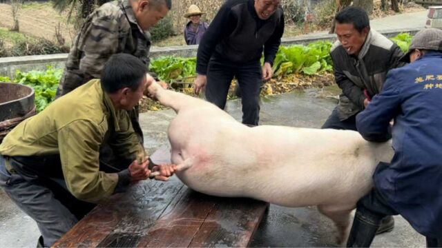 实拍湘北农村杀猪习俗 屠夫在动刀前都会敲打猪腿 有人知道原因吗