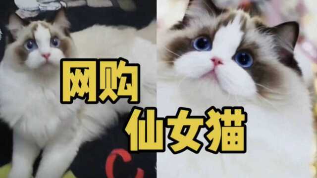 《网购仙女猫》