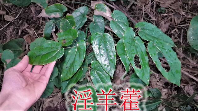 寻找野生“淫羊藿”,因山区放羊误食得名,挖几棵盆栽摘叶泡茶喝