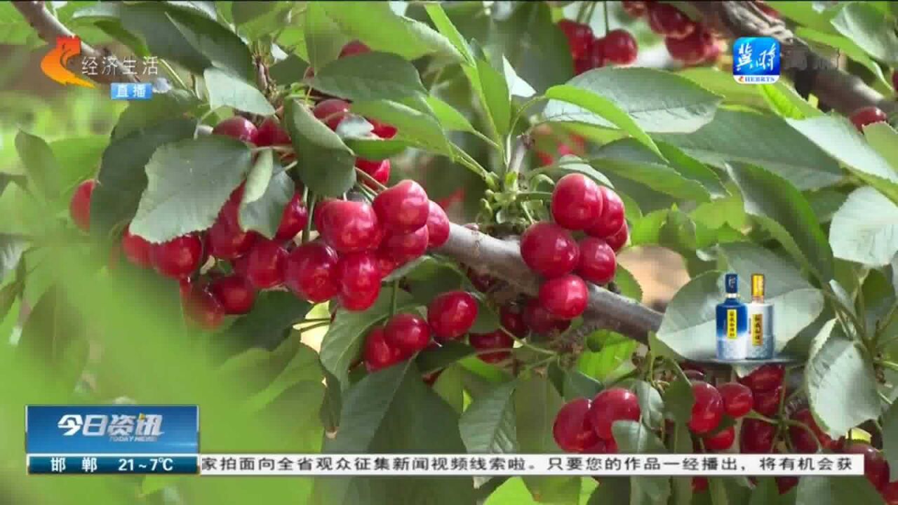 保定易县:国产车厘子科学种植错季上市,为果农带来高收益