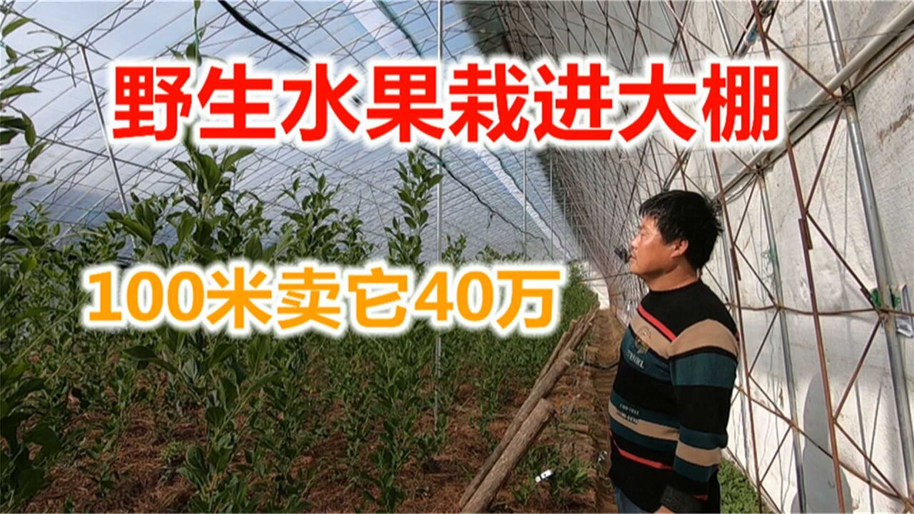 辽宁农民把野生水果栽进大棚,100米大棚能卖40万,管理还挺简单