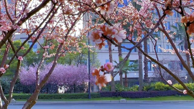 通途春景 “疫”扫雾霾