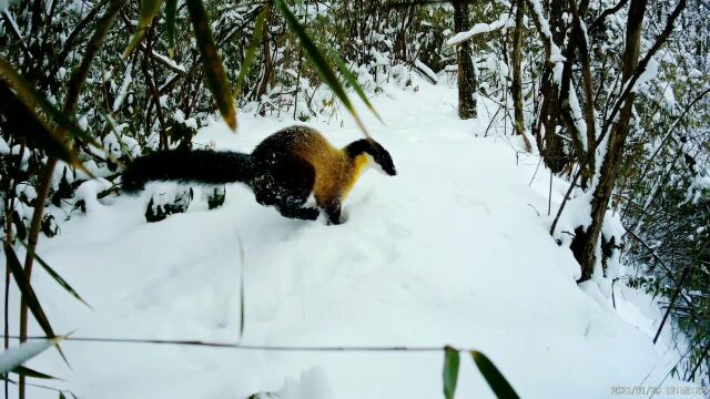 城口大巴山黄喉貂