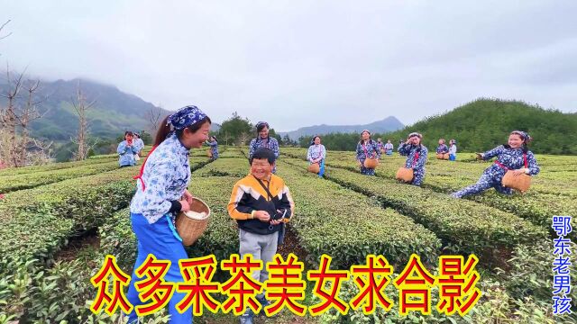 老男孩宣传家乡不遗余力,为英山云雾茶助力,众多采茶美女求合影