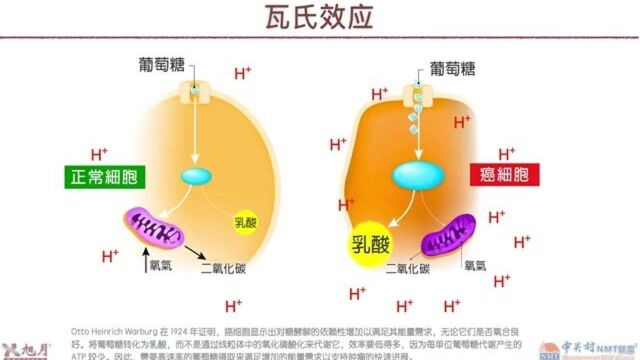 瓦氏效应01【许越博主】