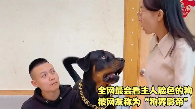 一坨:全网最会看主人脸色的狗,被网友赞为“狗界影帝”,太牛了