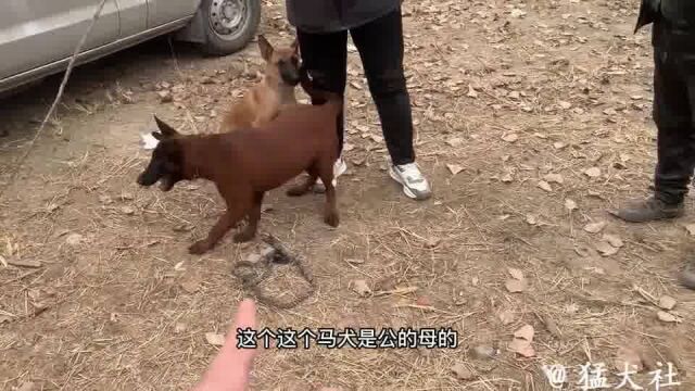 实拍邯郸最大狗市:一条血统马犬主人要价2800,大家看看值不值