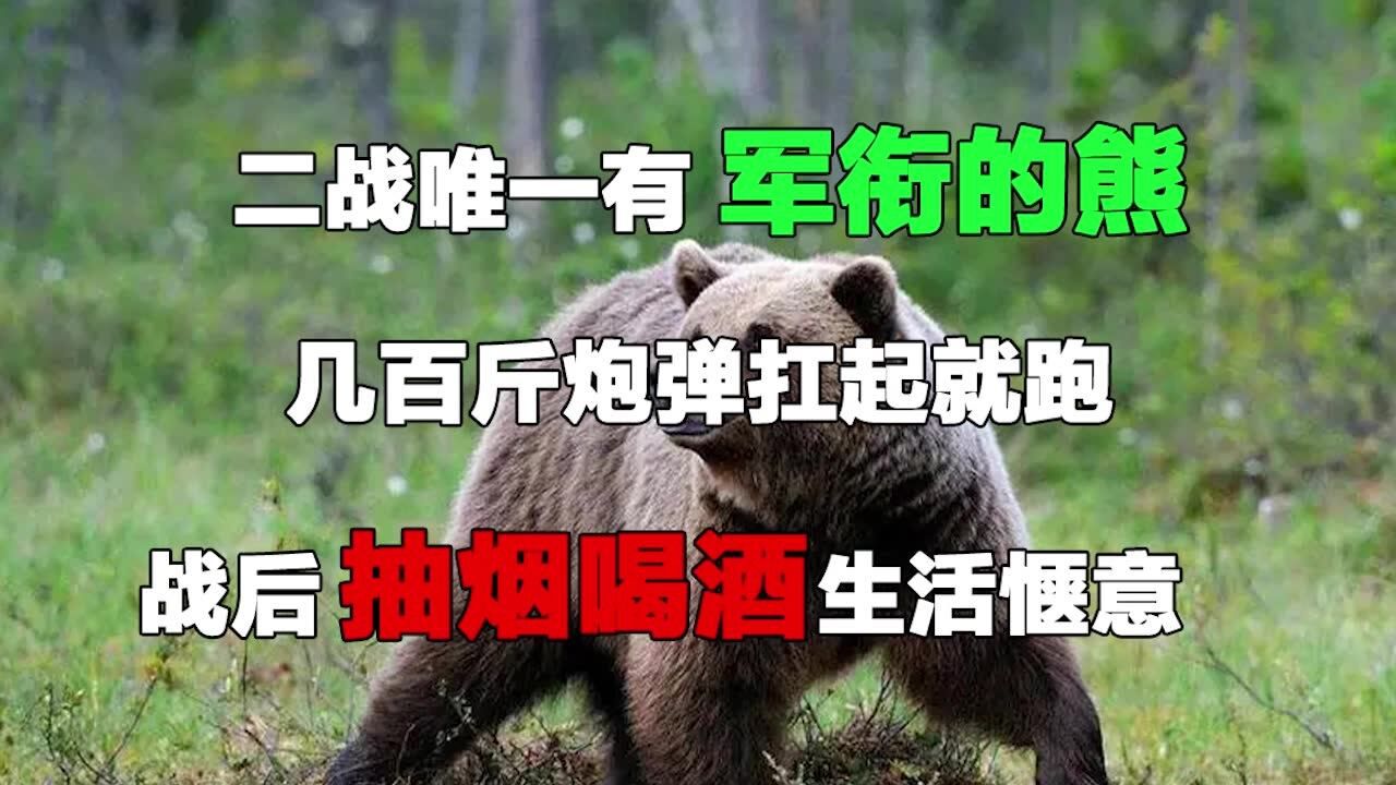 二战唯一有军衔的熊:几百斤炮弹扛起就跑,战后抽烟喝酒生活惬意