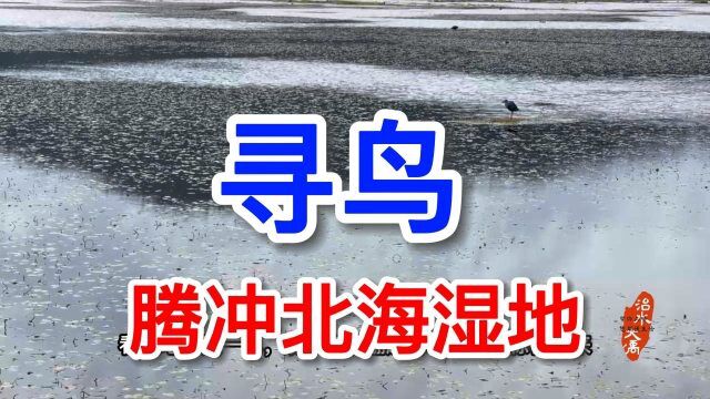 ”鸟人”们的圣地,寻鸟腾冲北海湿地公园