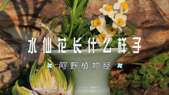 植物科普:水仙花长什么样子?叶片苍翠,花朵黄白,外号金盏银台