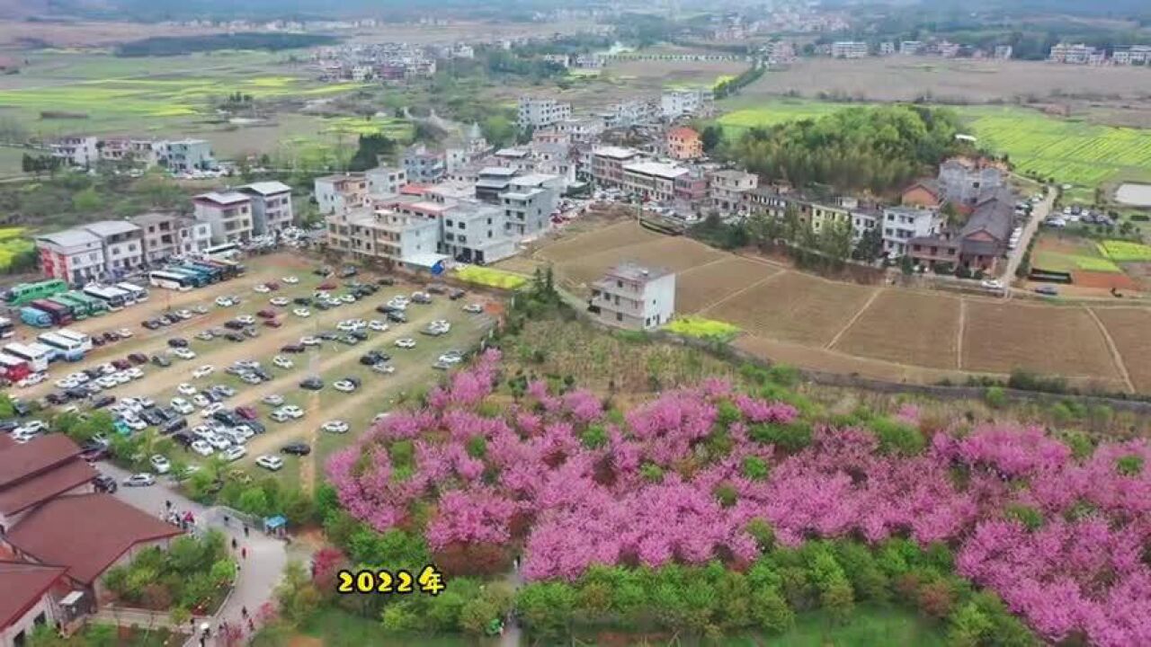 三月,航拍湖南常宁市罗桥镇庙山村,因樱花声名远播的网红村