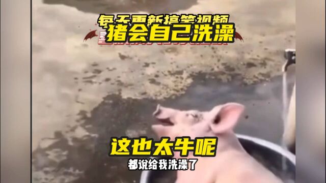 猪洗澡确实吸引人