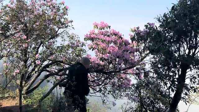 世界级稀有物种睡莲叶杜鹃,绽放四川古蔺虎头山,云海花伴十分壮美!