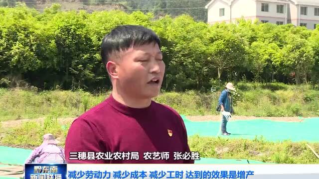 三穗:农机赋能助力稻谷育苗提质增效