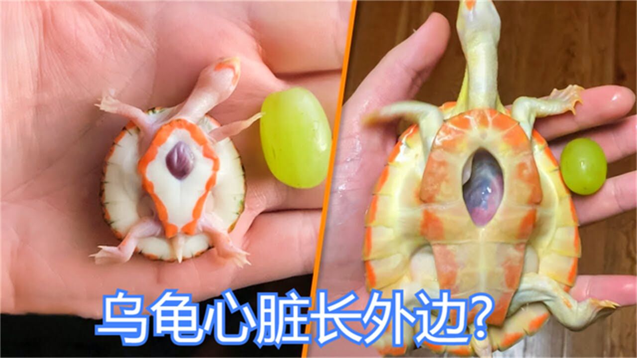 7种奇特的动物,乌龟心脏长在体外?蜥蜴拥有两个头?