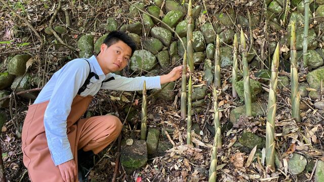 大山里的野竹笋,这个季节多到拔不完,小伙靠它一天收入1500元