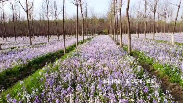 房山这里有2500余亩“兰花”花海待赏!一睹为快→