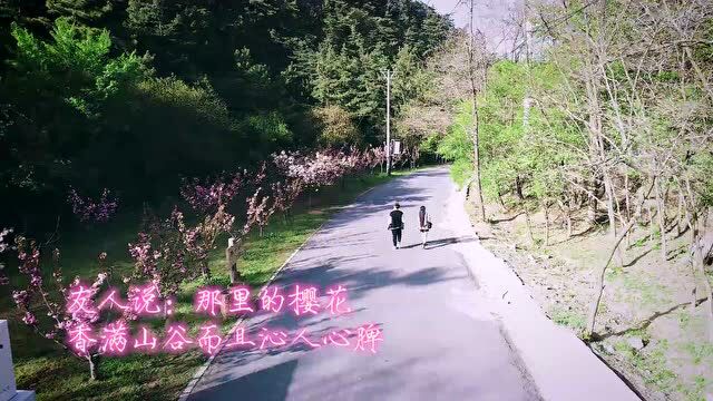 渐次盛开 城山峡谷里的樱花惹人醉