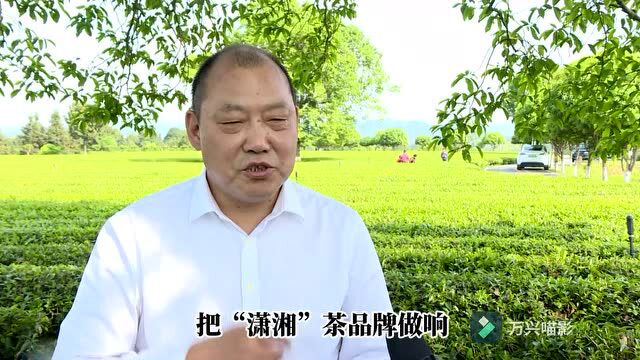 畅聊潇湘茶|夏文斌:持续赋能,让“潇湘”茶品牌更响更亮更优