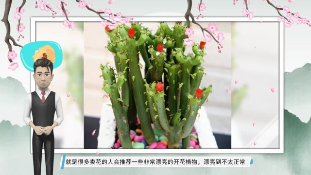 3种“骗人花”,假花总当真花卖,买回家才发现,被坑太尴尬