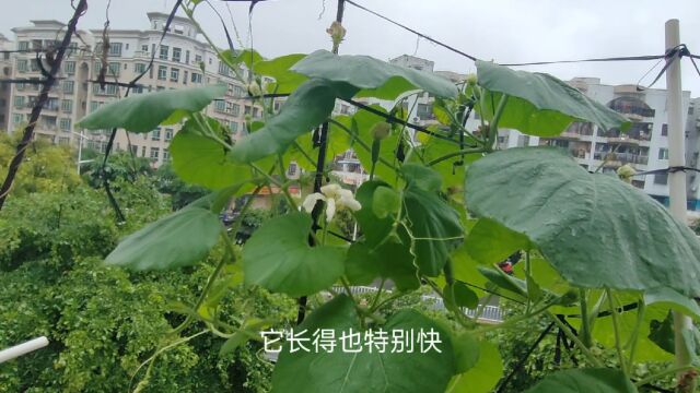 广东阳台种菜,这种瓜你们叫什么?种下去到收获只要40天,种一棵全家吃不完