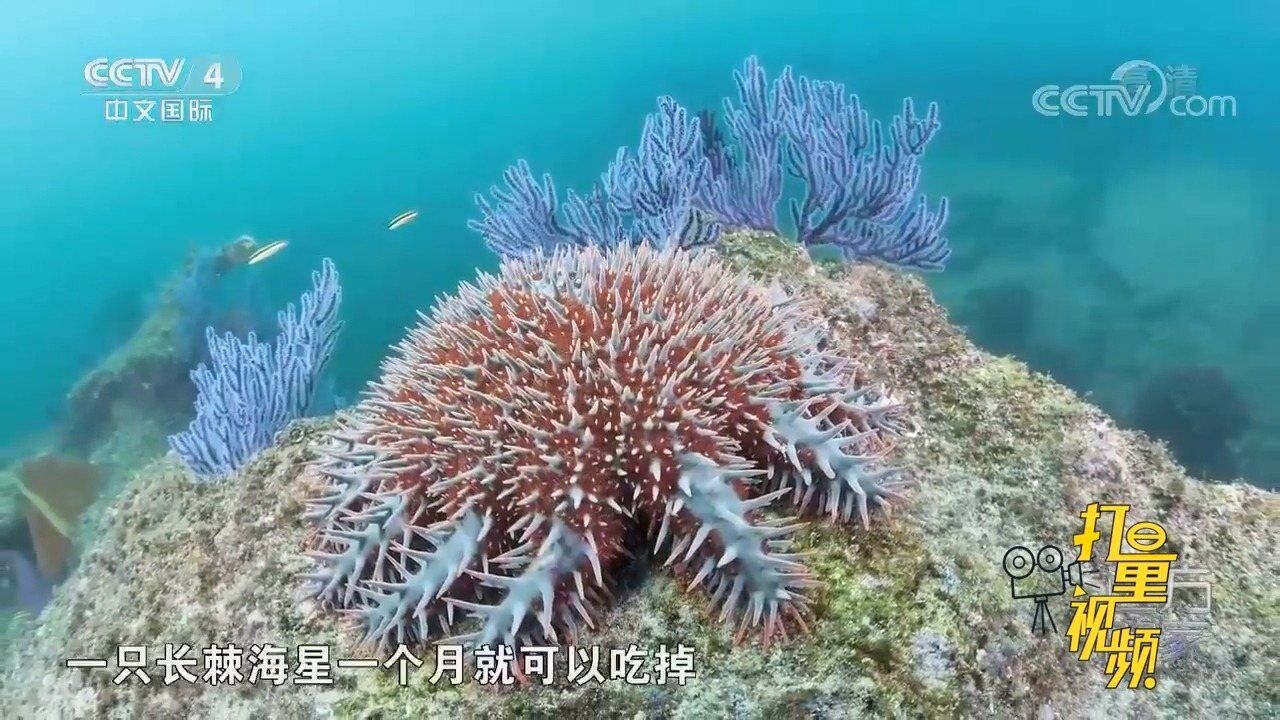 长棘海星又叫魔鬼海星,食肉动物,它是珊瑚的重大敌人