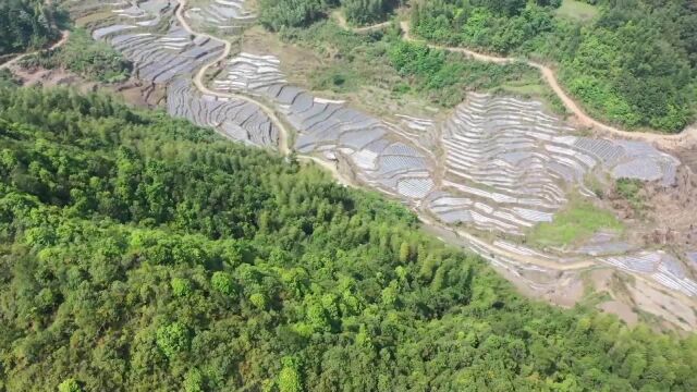 (电视通稿ⷥ›𝥆…ⷧ侤𜚩福建寿宁:唤醒“沉睡”的撂荒地