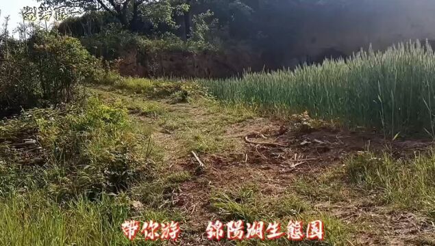 锦阳生态园#大自然风景