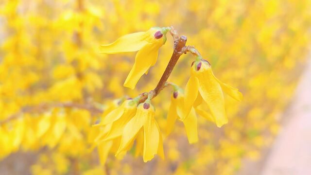 微距花朵:春日美景枝条上开满黄艳艳金钟花