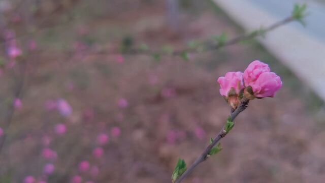 春天春季春日春光唯美风景梅花含苞欲放特写