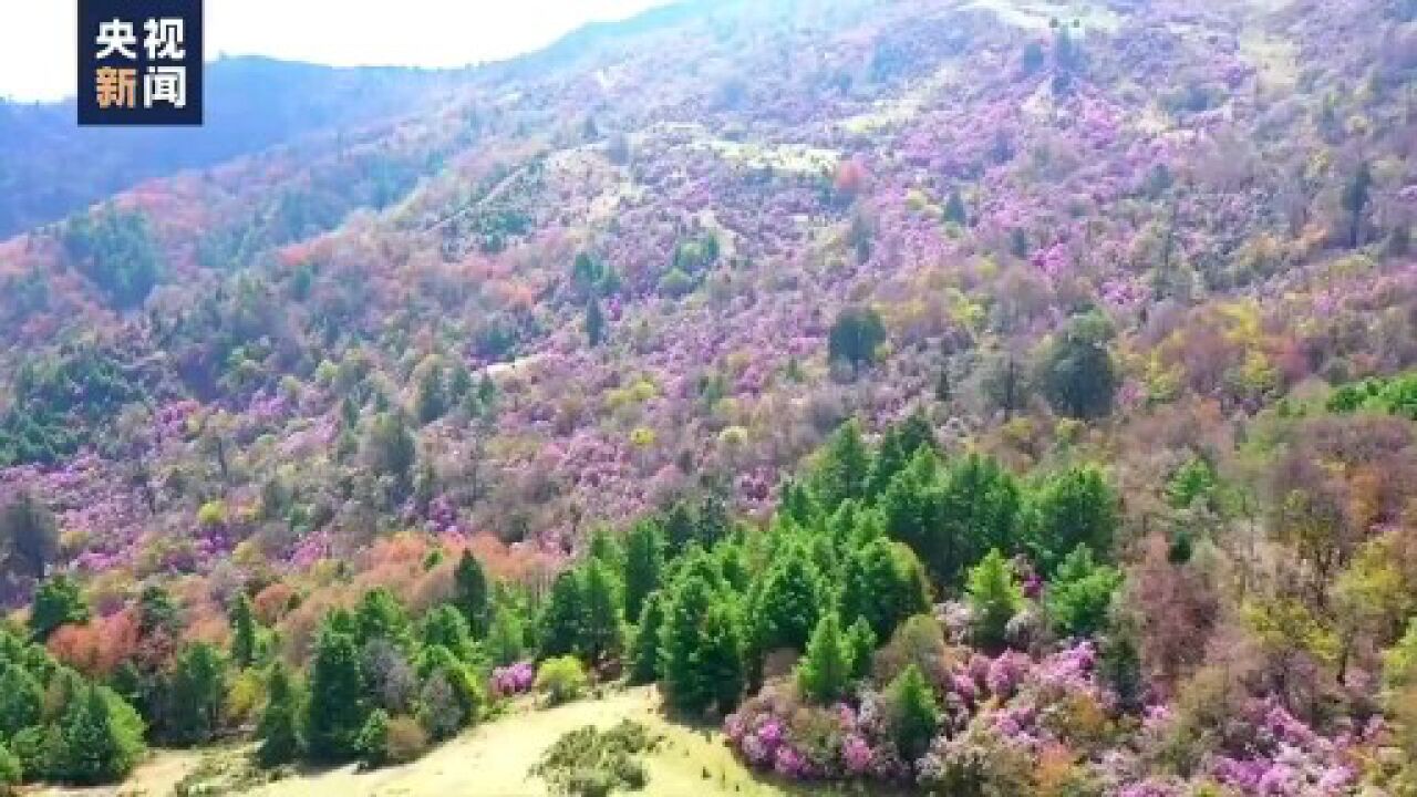 云南怒江超“仙”美景 马儿牦牛在杜鹃花海散步太治愈