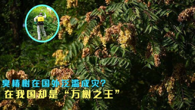 臭椿树在国外泛滥成灾,在我国却是“万树之王”,究竟怎么回事?