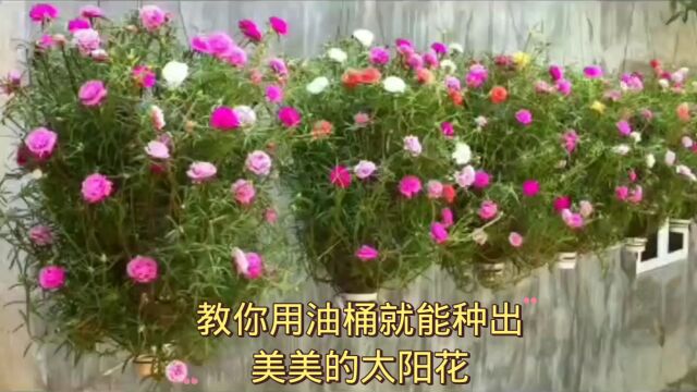 太阳花俗称掐不死,死不了,遇土就能活,见太阳就开花,还可以制作各种造