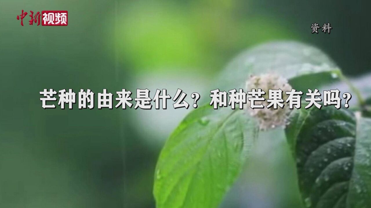 芒种节气和种芒果有关吗?