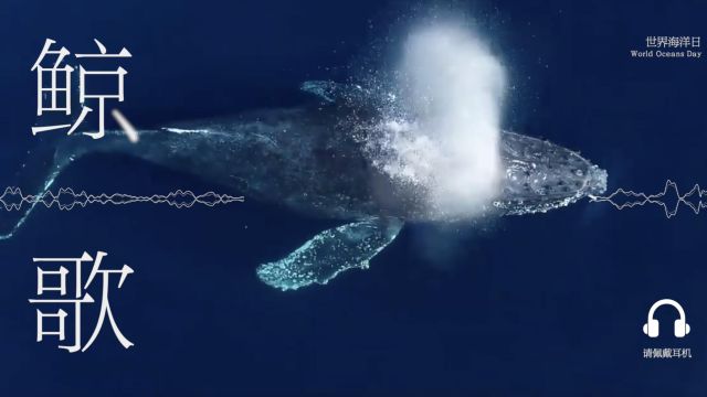 听！1分钟沉浸式感受鲸的声音