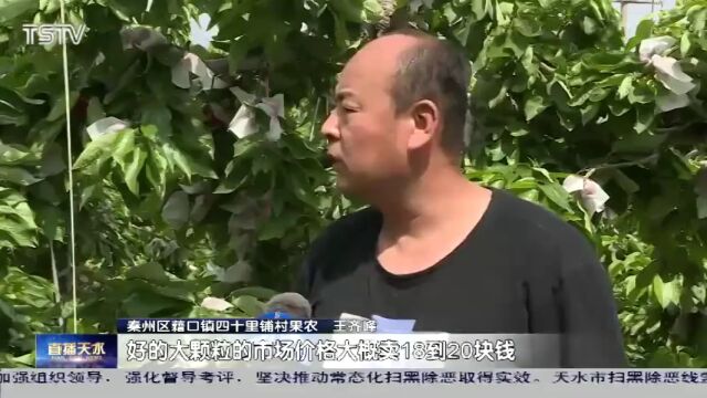 樱桃红满枝 采销正当时