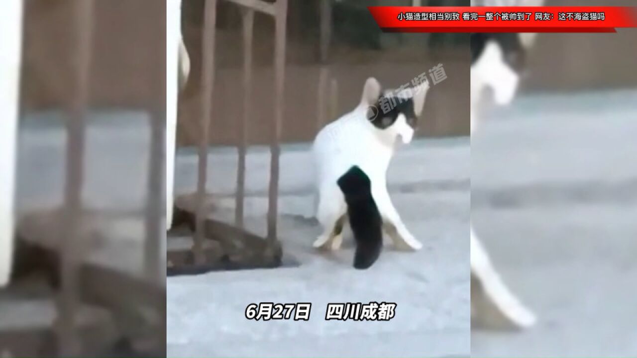 小猫造型相当别致,看完一整个被帅到了!网友:这不海盗猫吗?