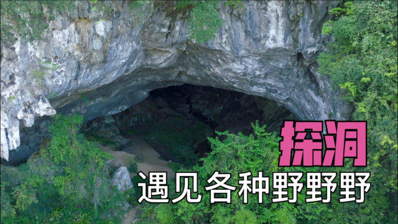 探索大山洞的动物,会遇到各种什么的野野野?