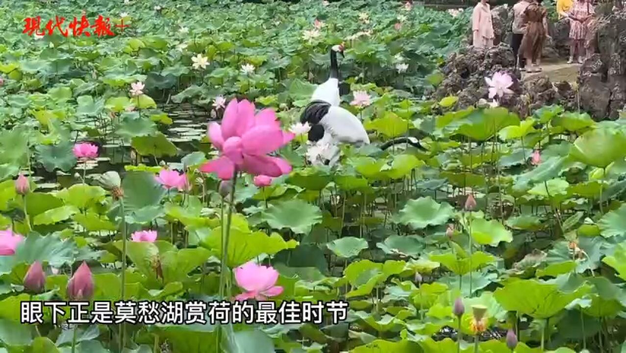 芙蓉盛放、莲叶田田,南京莫愁湖迎来最佳赏荷季