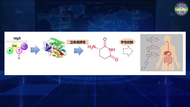 mLife | 微生物色素研究助力手性药物制备——度胺类药物手性药效基团的酶法合成