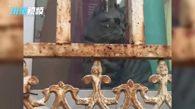 猫咪太可爱怎么办天津主人花样秀猫,敲敲窗户有惊喜